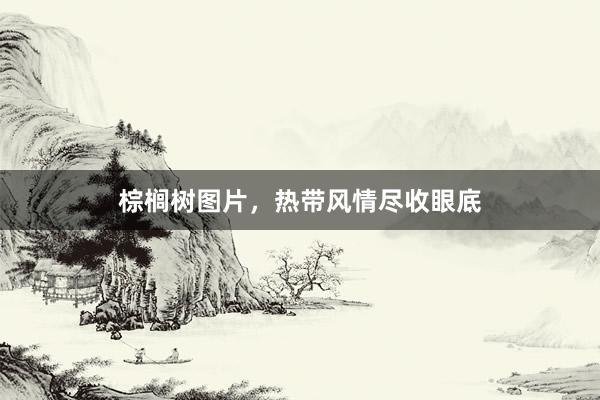 棕榈树图片，热带风情尽收眼底